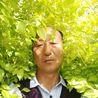 金太阳丝棉木1号