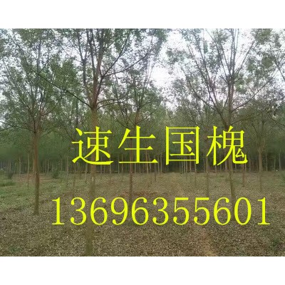 国槐-山东国槐-冠县国槐-国槐价格-金枝国槐-金叶国槐