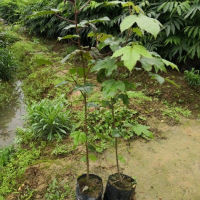 枫香树苗 枫香种子 枫香苗 枫树