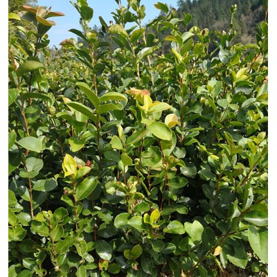 龙眼油茶苗 小果油茶育苗基地 油茶苗培育基地