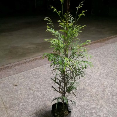 福建柏袋苗 福建柏苗 福建柏种子 建柏苗
