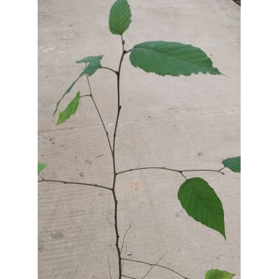 光皮桦袋苗 光皮桦种子 光皮桦苗 光皮桦树种
