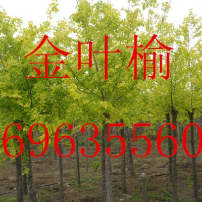 金叶榆_国槐价格_山东毛白杨_金枝槐_臭椿--速生法桐