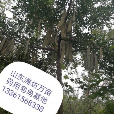 大刺大粒大皂角
