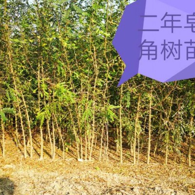 大刺大粒大皂角