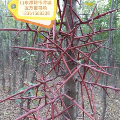 大刺大粒大皂角
