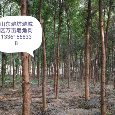 大刺大粒大皂角