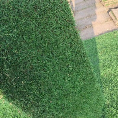 机器起百慕大，马尼拉草，天堂草卷电15961543375