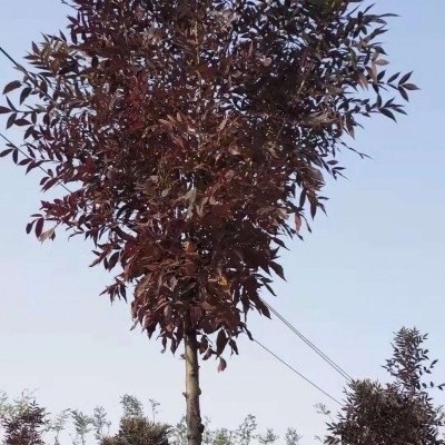 秋紫白蜡批发市场秋紫白蜡促销价格