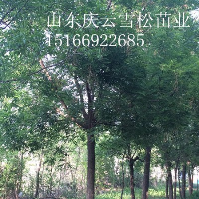 山东原生国槐白蜡大型购销基地