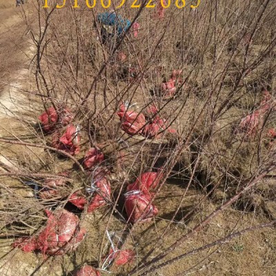 柽柳工程苗价格柽柳批发基地