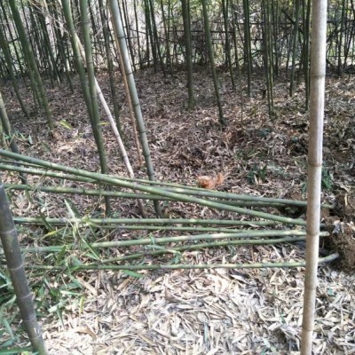 钢竹2－3公分