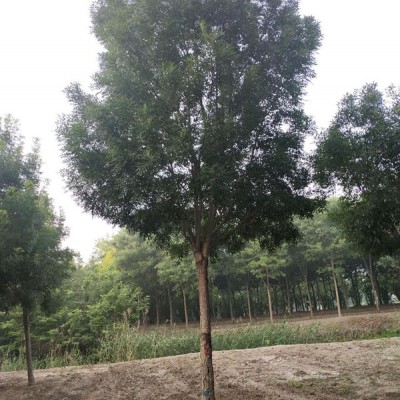 秋紫白蜡图片北京秋紫白蜡销售