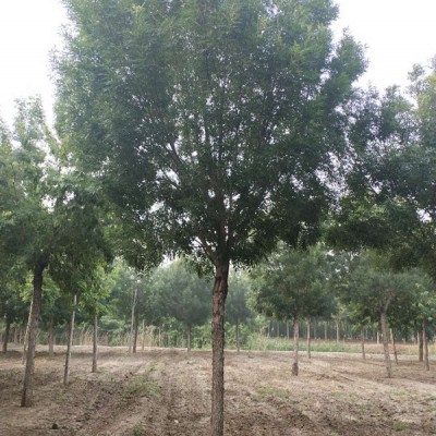 供应10公分秋紫白蜡图片秋紫白蜡新报价