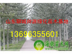 窄冠毛白杨13696355601毛白杨价格-毛白杨基地