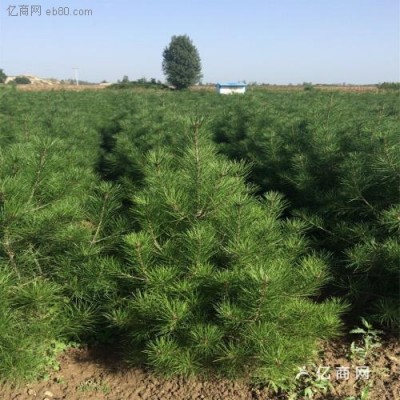 白皮松大量出售、1米白皮松大量出售