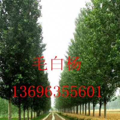 主营毛白杨国槐法桐白腊13696355601椿树榆树速生柳