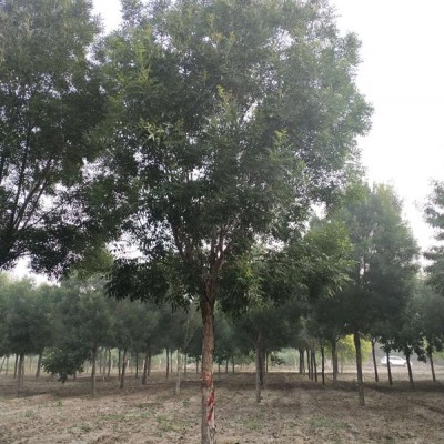 德州秋紫白蜡12公分13公分大量现货出售