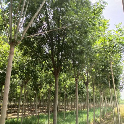 14公分秋紫白蜡产地报价秋紫白蜡供货商