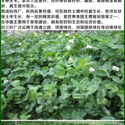 白三叶