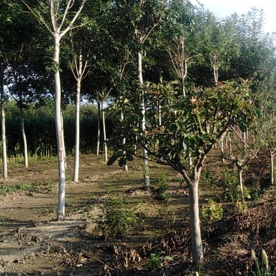 白蜡、北美海棠、法桐、国槐大量出售