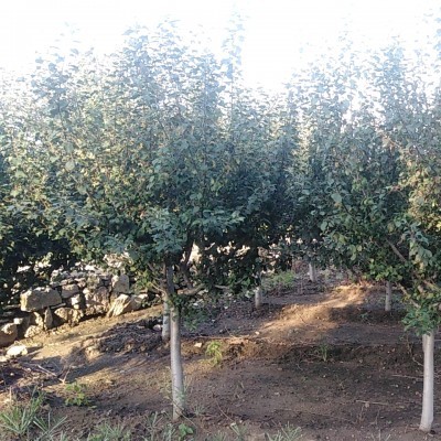 白蜡、北美海棠、法桐、国槐大量出售