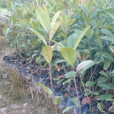 红叶石楠苗 红叶石楠杯苗 红叶石楠袋苗