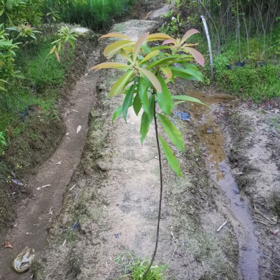 木荷无纺布袋苗  木荷无纺布容器苗