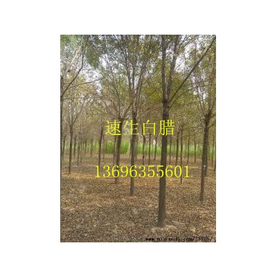 白腊-山东白腊-速生白腊价格-山东聊城帅源绿化苗木基地