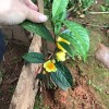 长期供应金花茶苗，四季、凹脉，地苗。