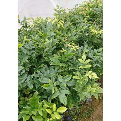 红豆树苗 花梨木苗 鄂西红豆苗 花梨木种子