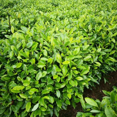 火力楠树苗 火力楠种子 火力楠苗 醉香含笑苗 火力楠袋苗