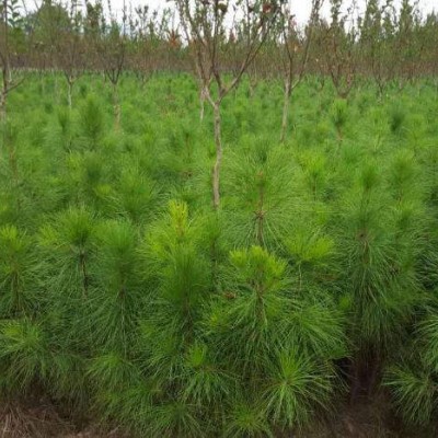 天门湿地松苗供应-潜江市湿地松-美洋洋绿化