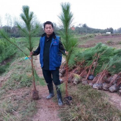 湖北湿地松苗供应-利川市湿地松-美洋洋绿化