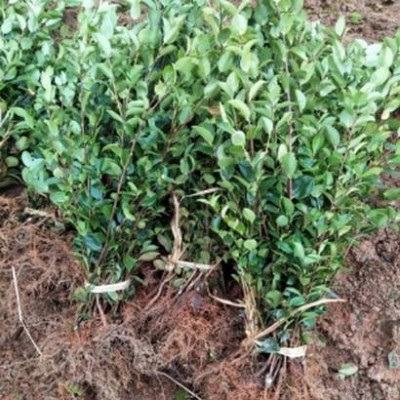 嵊泗高产油茶树苗批发价格浙江舟山嫁接油茶苗,岱山