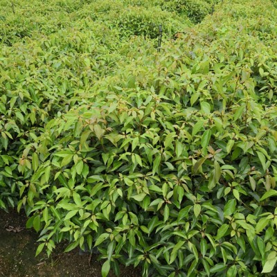 樟树苗 香樟 香樟种子 香樟苗