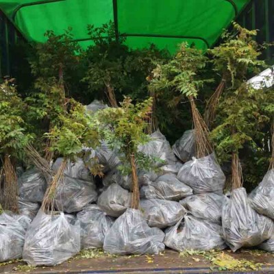 栾树袋苗  黄山栾树杯苗 台湾栾树容器苗