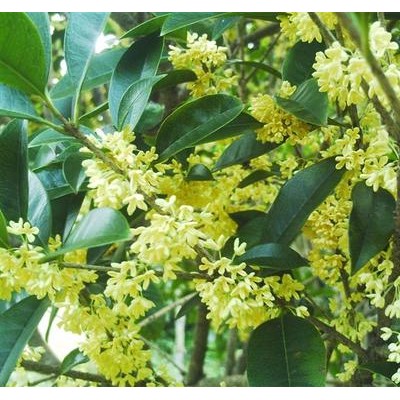 桂花树批发价格及种植经验