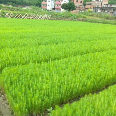 宜春湿地松苗供应-优等湿地松基地-美洋洋绿化