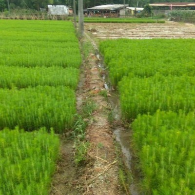 樟树市湿地松供应-高安湿地松苗-美洋洋绿化