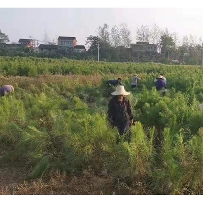 遵义湿地松供应-上等湿地松苗-美洋洋绿化