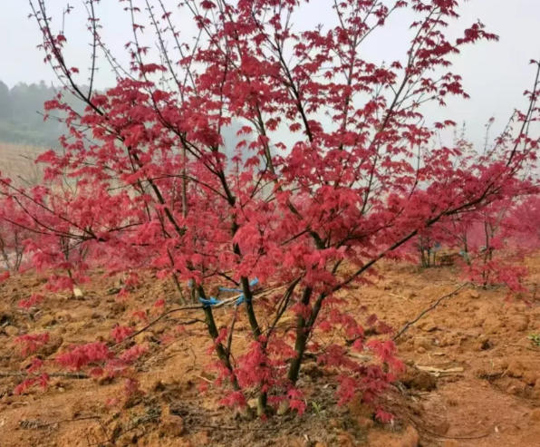 wechat_2025-06-03_082936_283