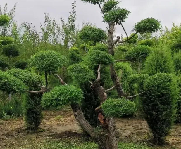 wechat_2025-06-07_082251_898